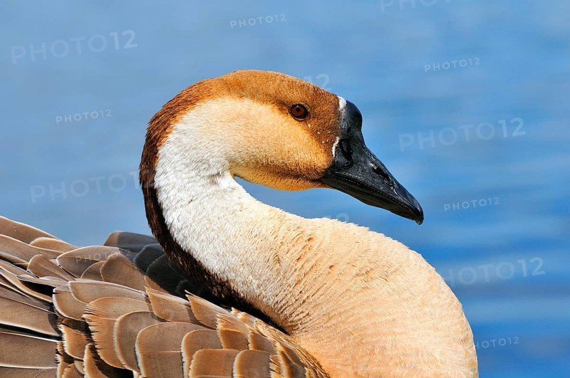 Swan Goose