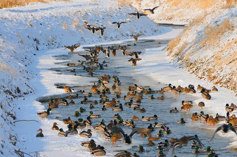 Mallards