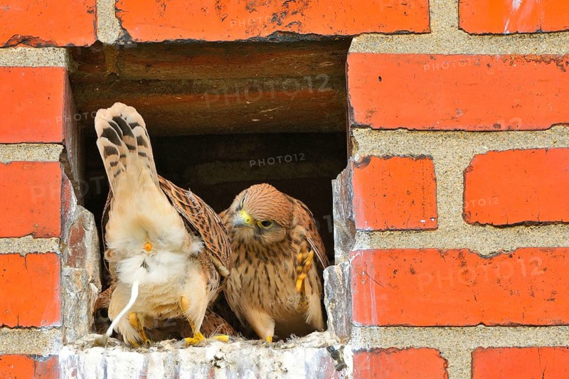 Young kestrels