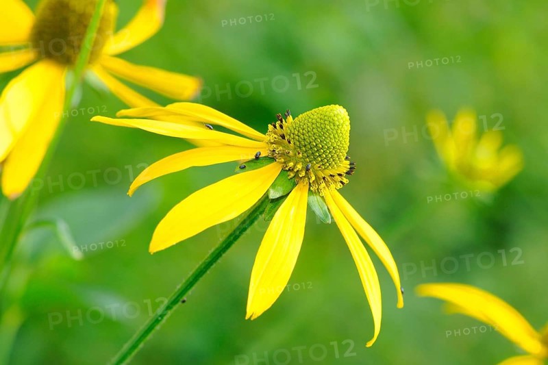 Slit-leaved coneflower
