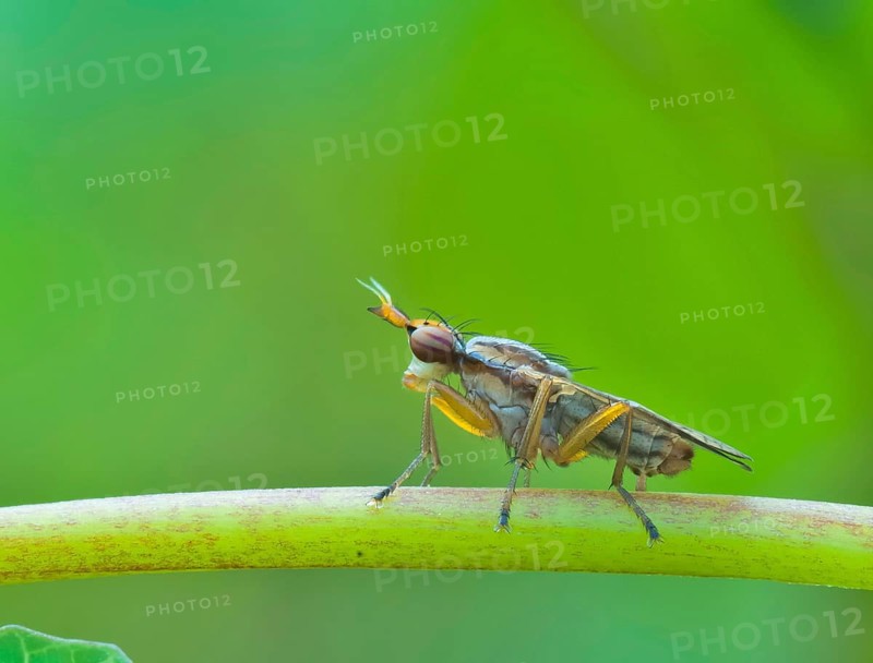 Horn fly