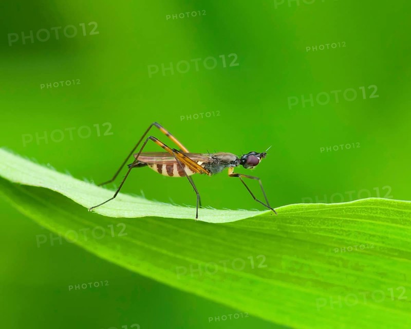 Stilt fly