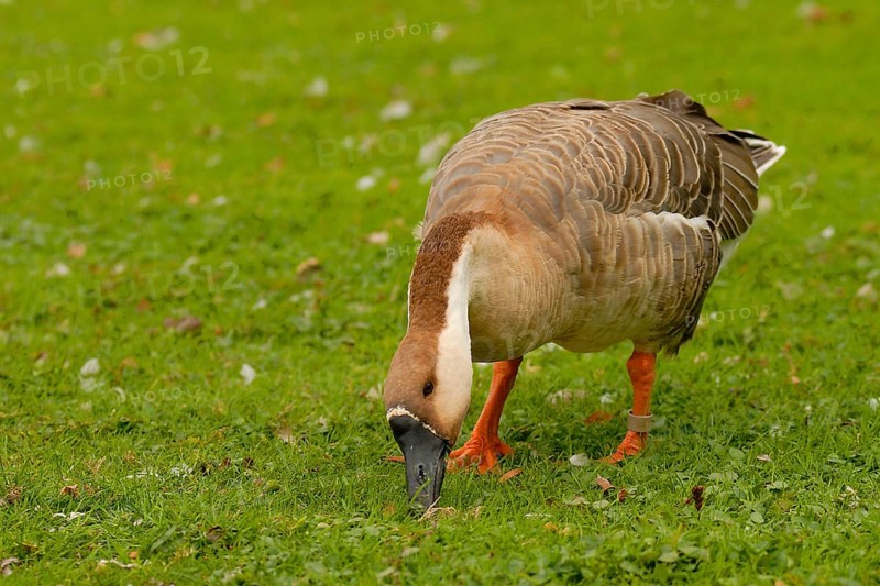 Swan Goose