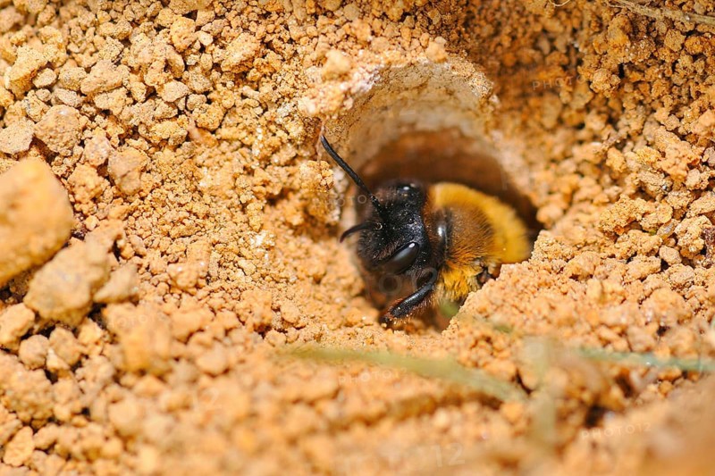 Common sand bee