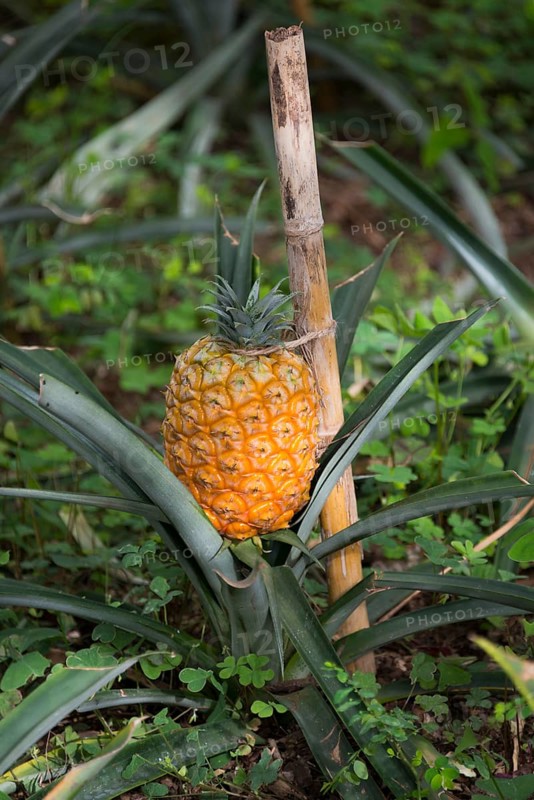 Pineapple