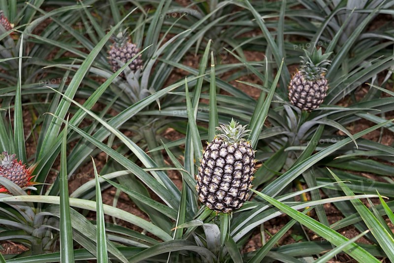 Pineapple