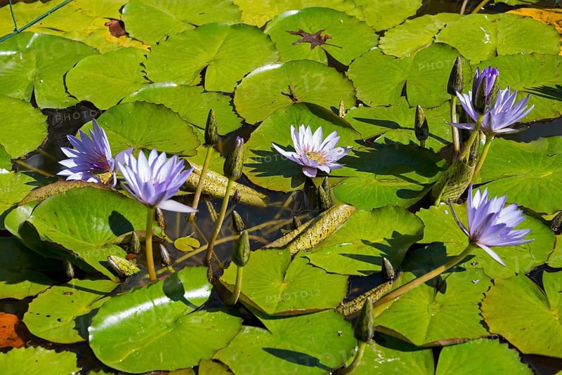 Water Lily