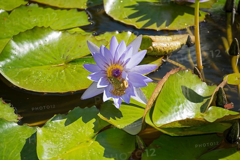 Water Lily