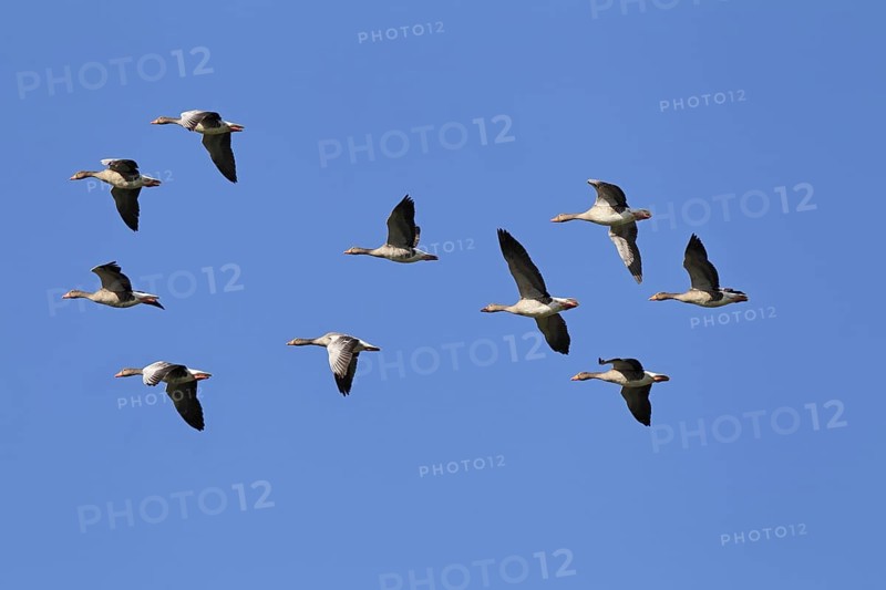 Greylag geese