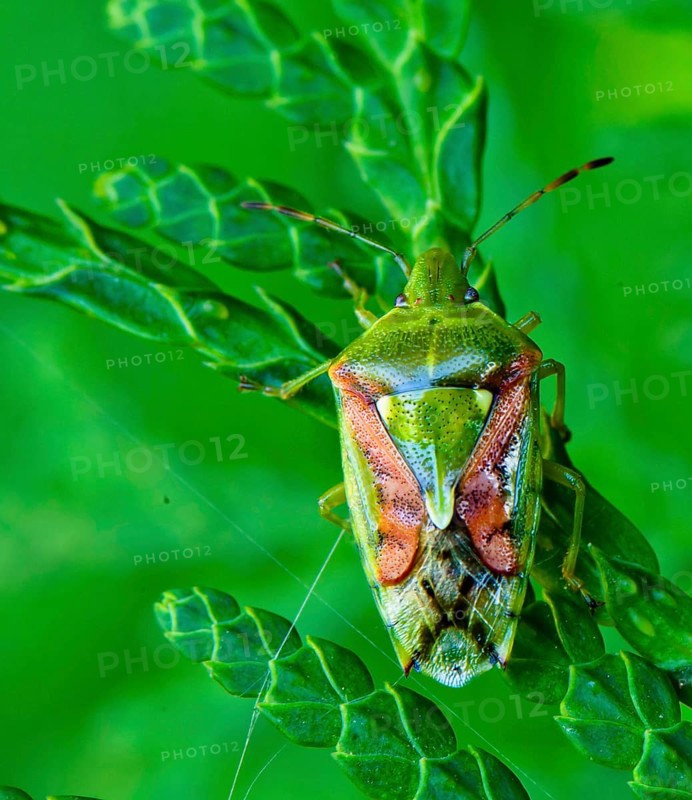 (Cyphostethus tristriatus)