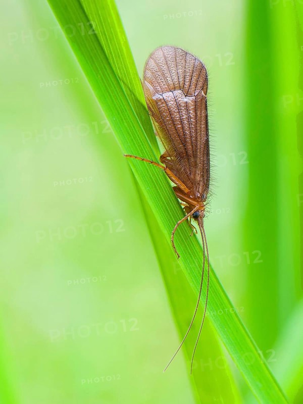 Caddis fly