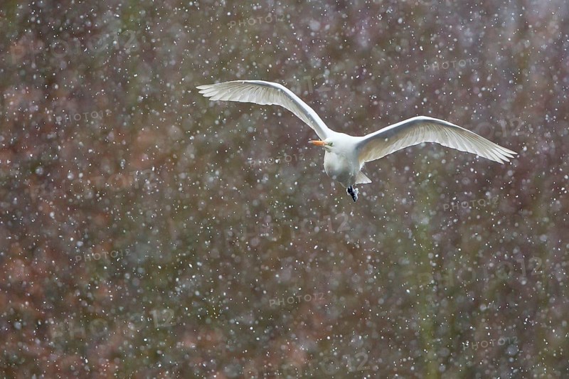 Great White Egret