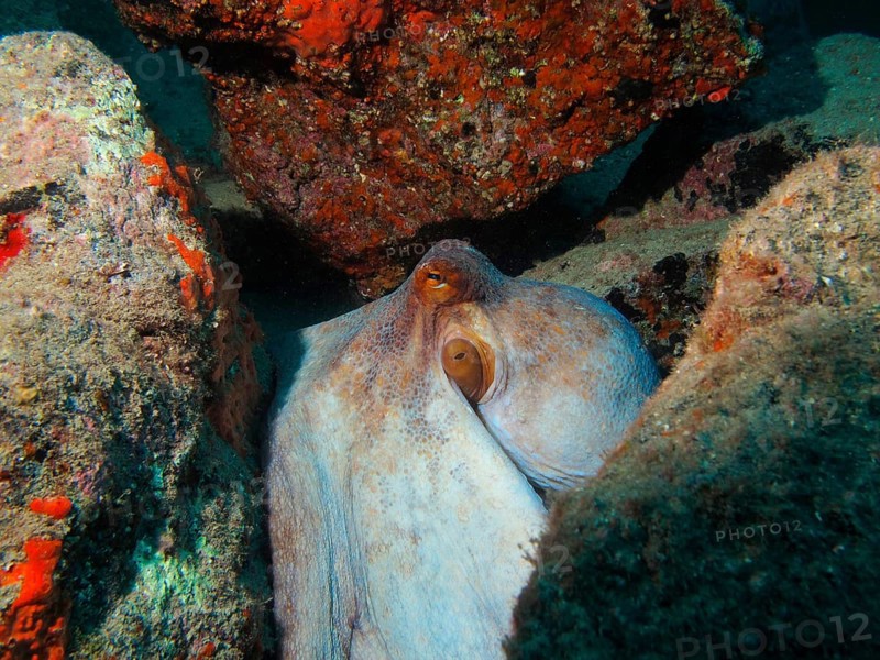 Common octopus