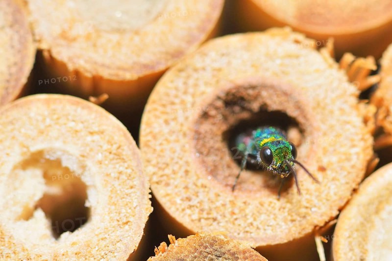 Blue-green gold wasp