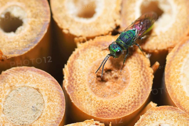 Blue-green gold wasp