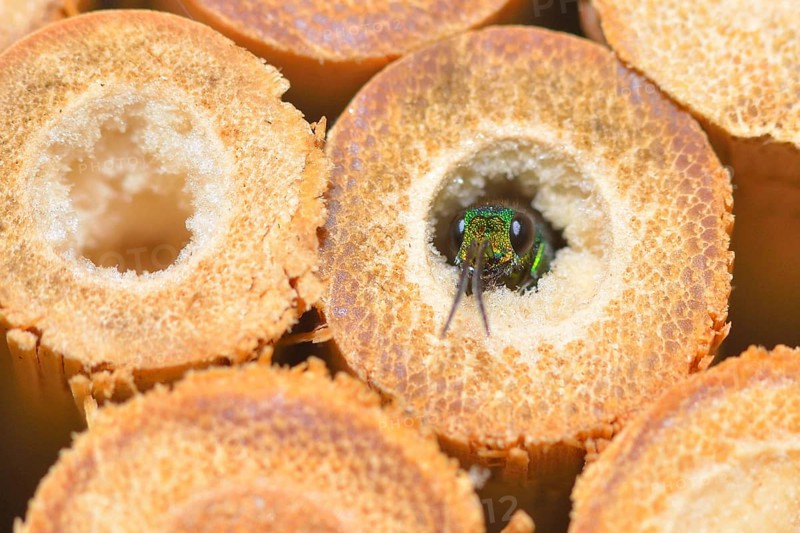 Blue-green gold wasp