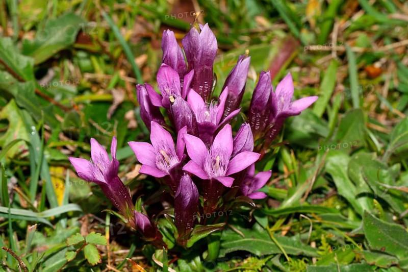 German gentian