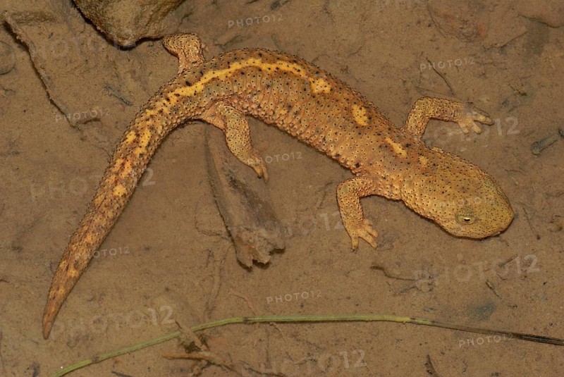 Pyrenean brook salamander