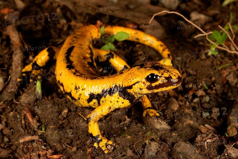 Fire salamander