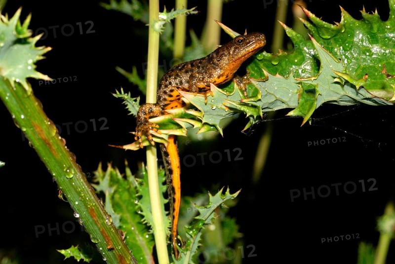 Northern crested newt