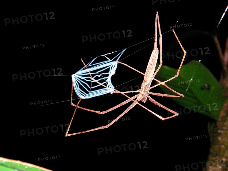 Web-throwing spider