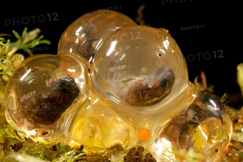 Mountain Dink Frog