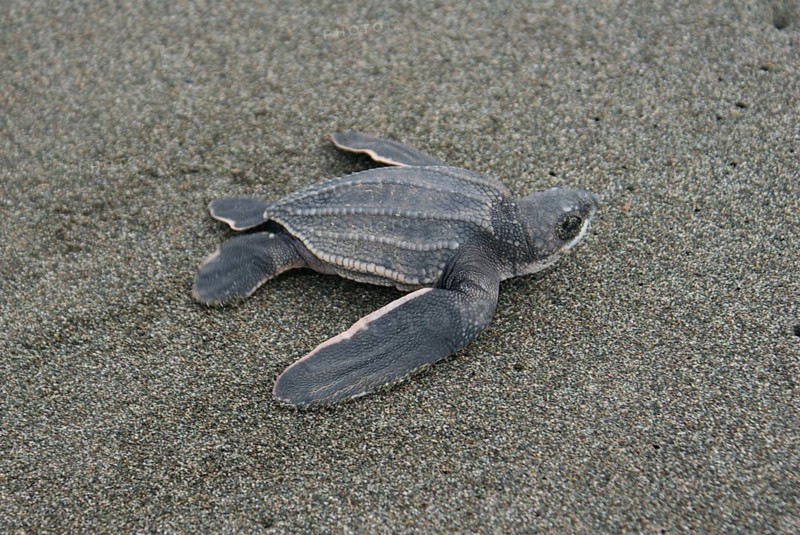 Leatherback turtle