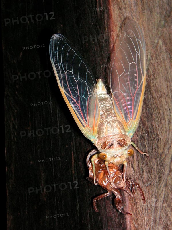 Hatching of a Song Cicada