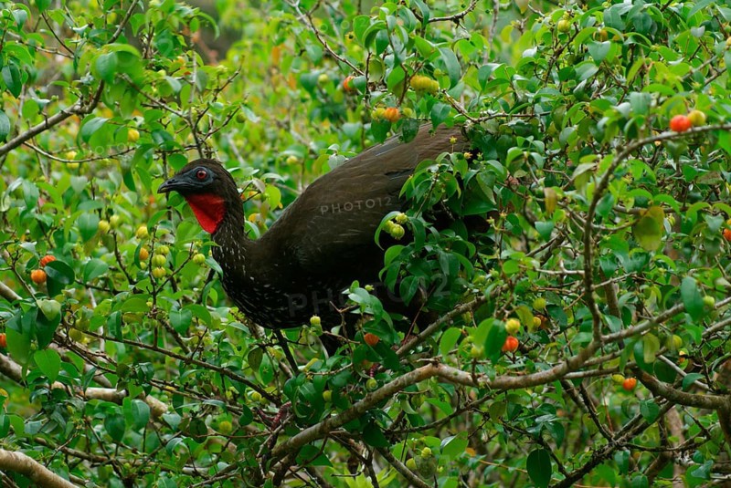 Rusty-bellied Guan