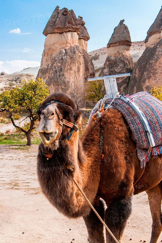 Bactrian camel