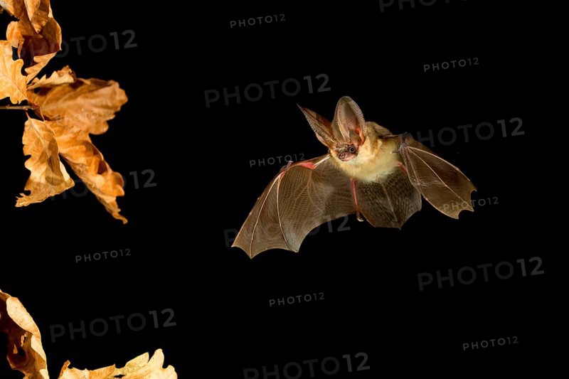 Grey long-eared bat