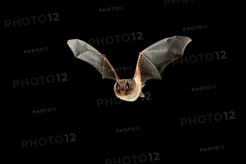 Pug bat