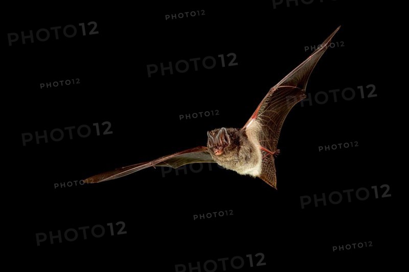 Pug bat