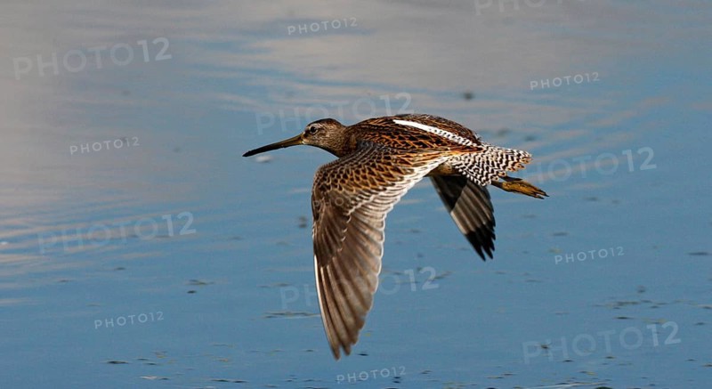 Short-billed dowitcher