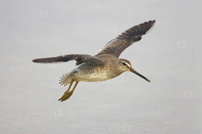 Short-billed Dowitcher