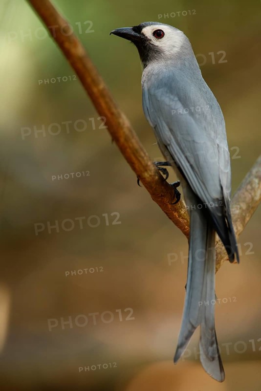 Ashy Drongo