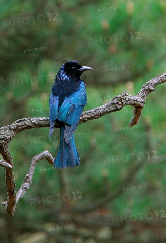 Hair-crested Drongo