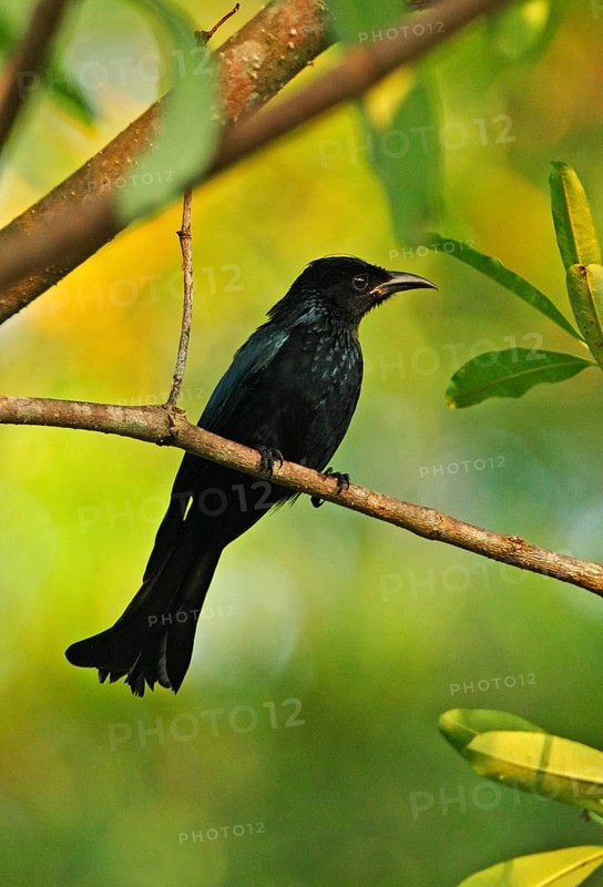 Hair-crested Drongo
