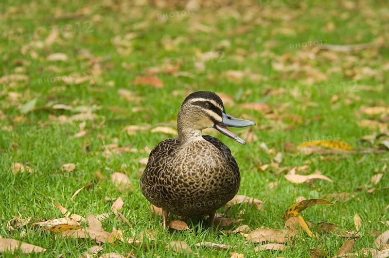 Pacific black duck