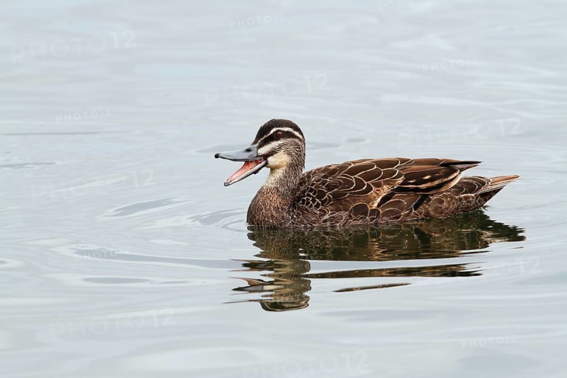 Pacific black duck