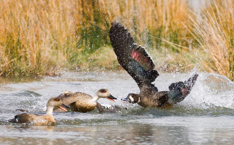 Bronze-winged Duck