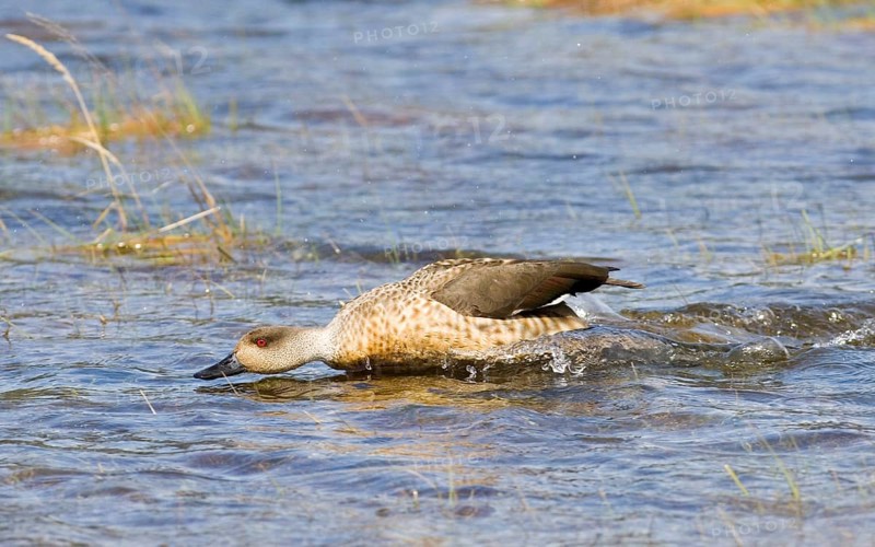 Crested Duck