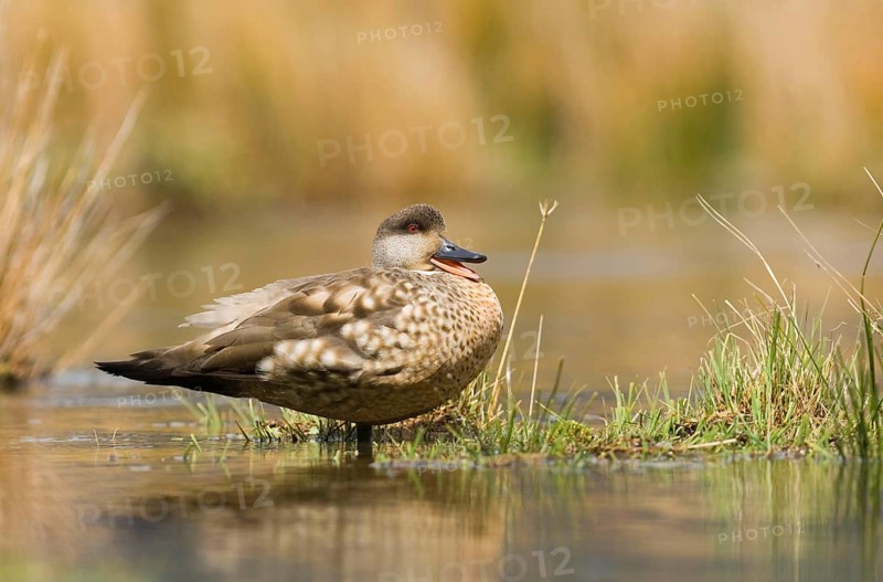 Crested Duck