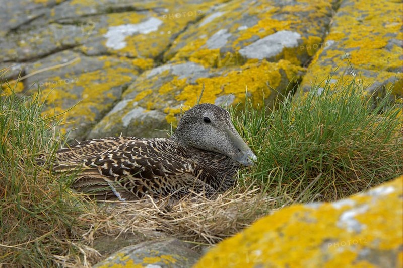 Common Eider
