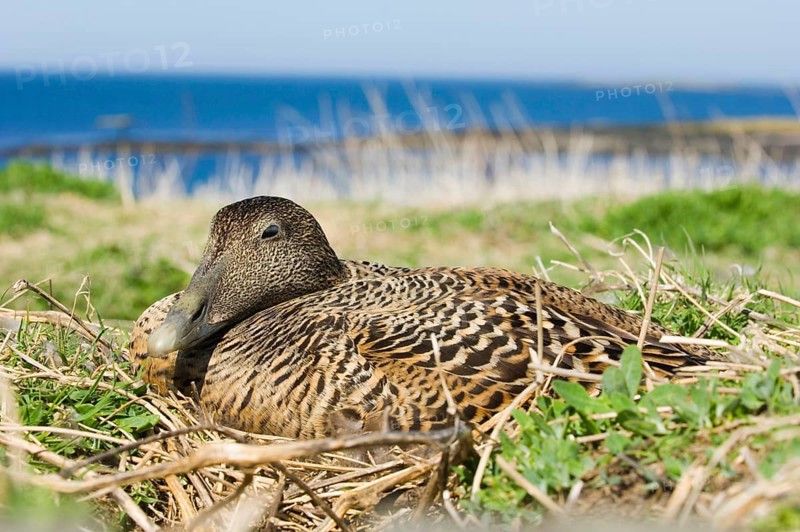 Common Eider
