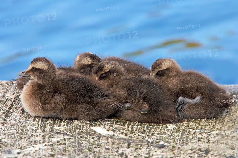 Common eider