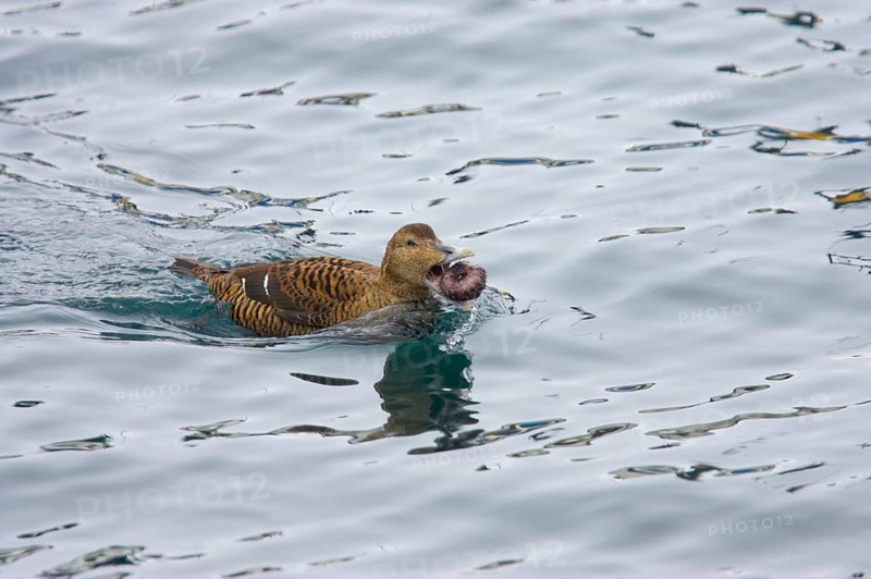 Common eider