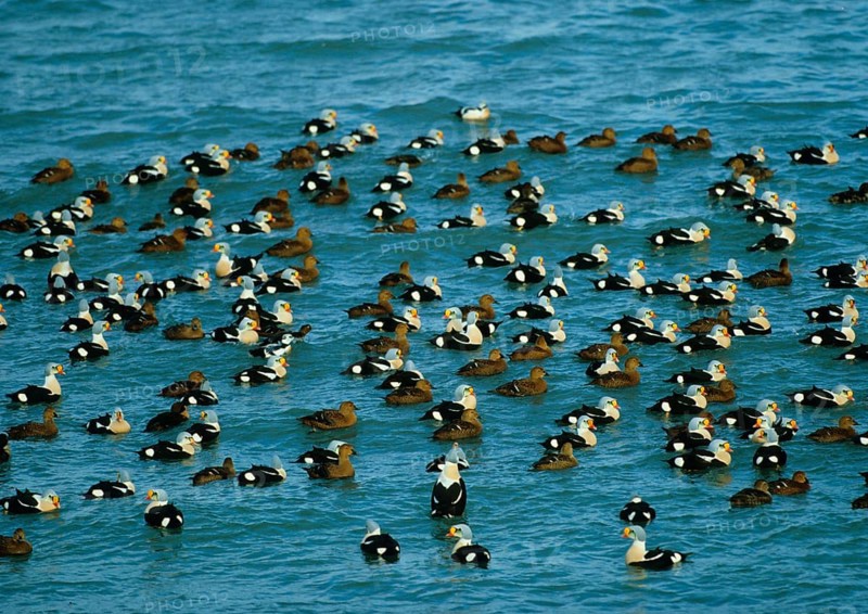 King Eider Duck Massed flock