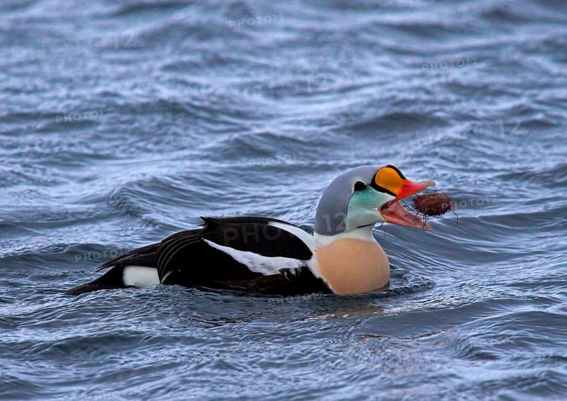 King Eider adult male