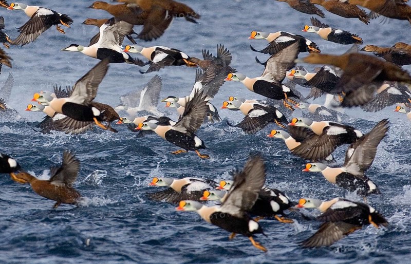 King Eider